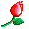 tulip